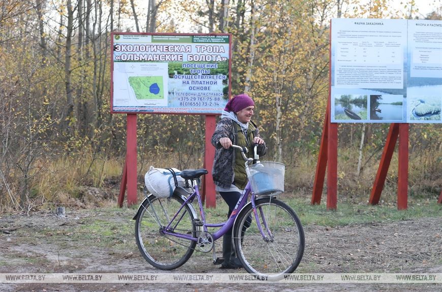 В Брессткой области начался сбор клюквы в крупнейшем хозяйстве Европы