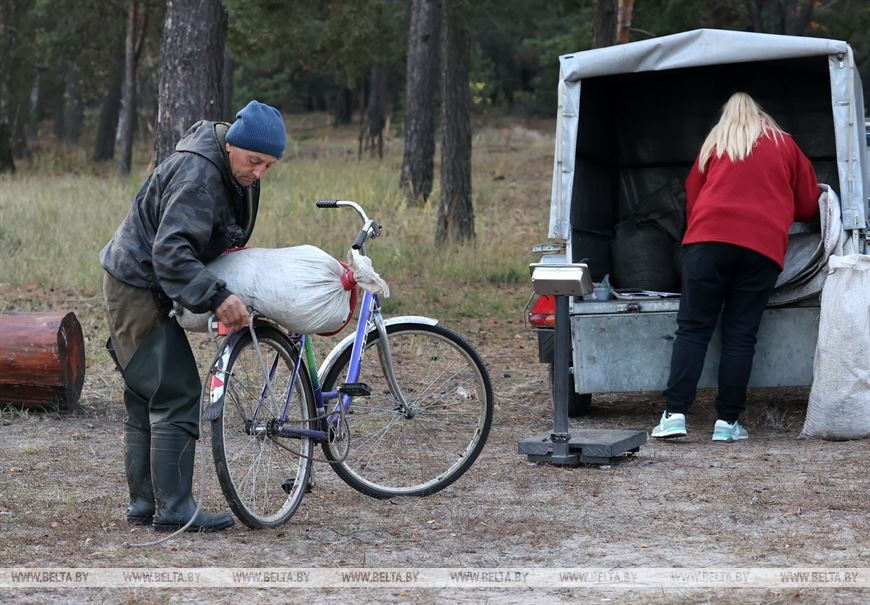 В Брессткой области начался сбор клюквы в крупнейшем хозяйстве Европы
