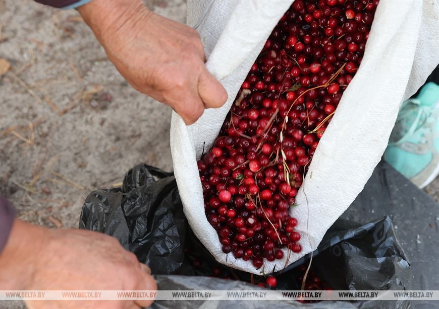 В Брессткой области начался сбор клюквы в крупнейшем хозяйстве Европы