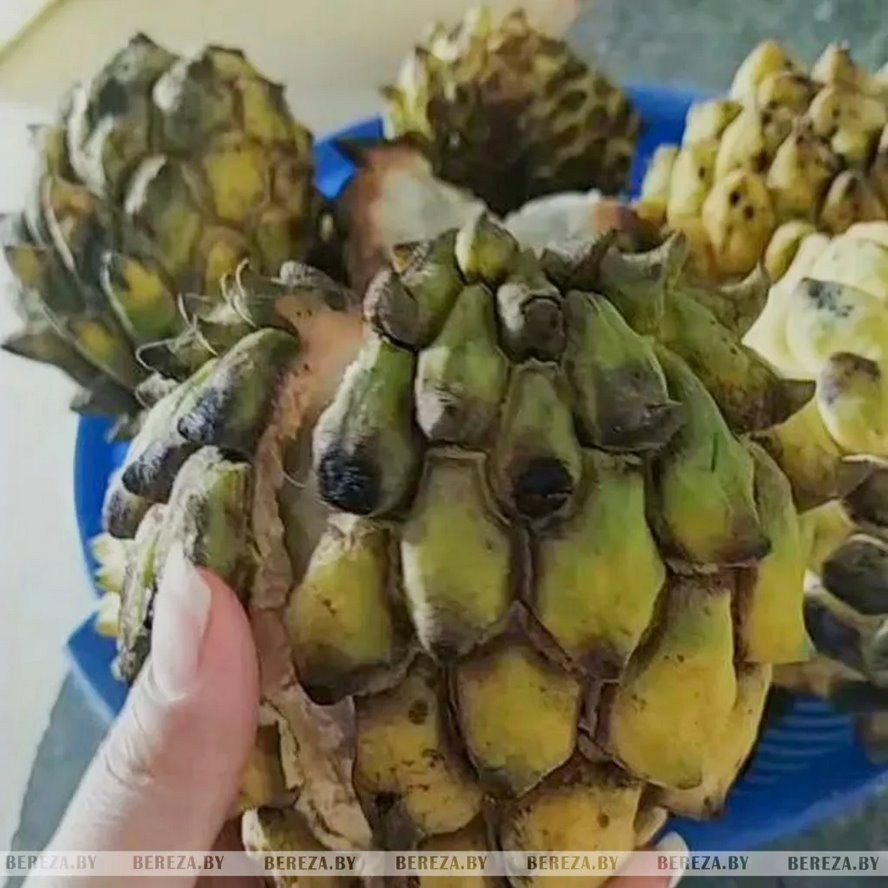 Из Эквадора в Кабаки (Брестская область): девушка рассказала, как ей живется в Беларуси