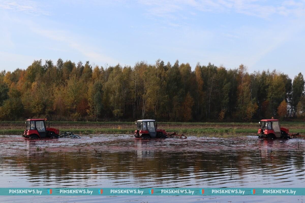 Как в Пинском районе убирают клюкву