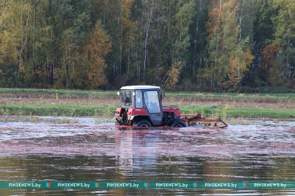 Как в Пинском районе убирают клюкву