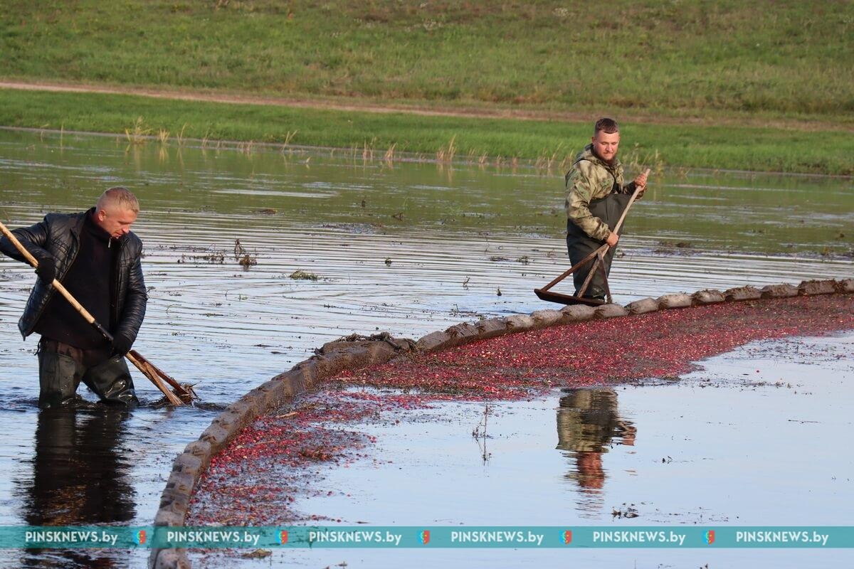 Как в Пинском районе убирают клюкву