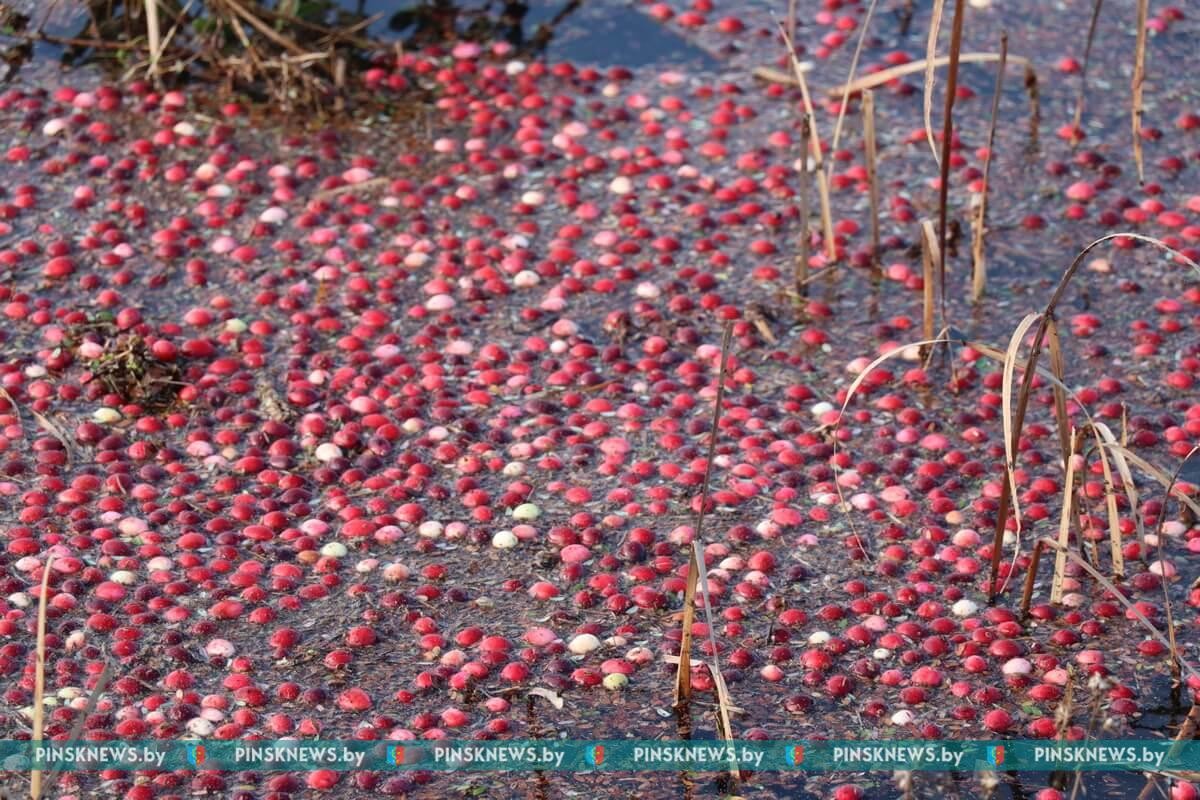 Как в Пинском районе убирают клюкву