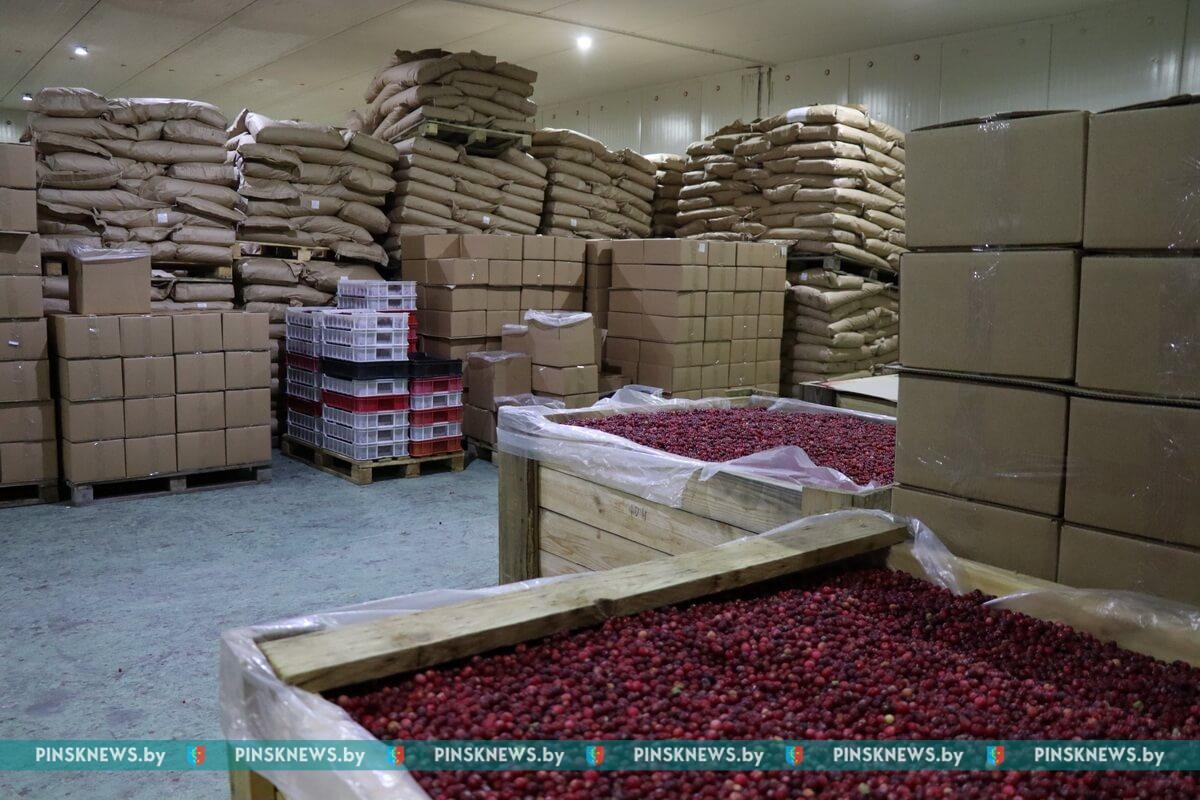 Как в Пинском районе убирают клюкву