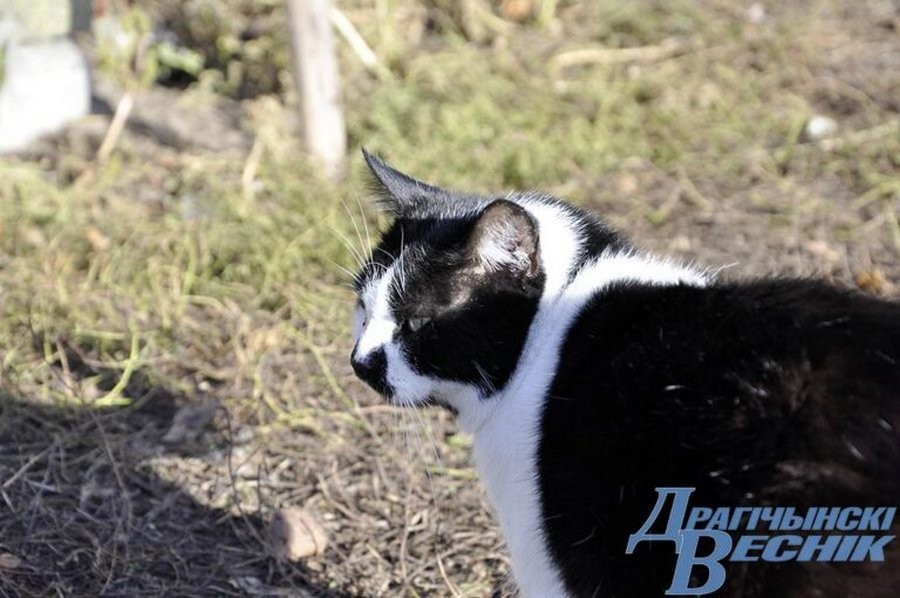 Как пенсионерка из Брестcкой области спасает животных