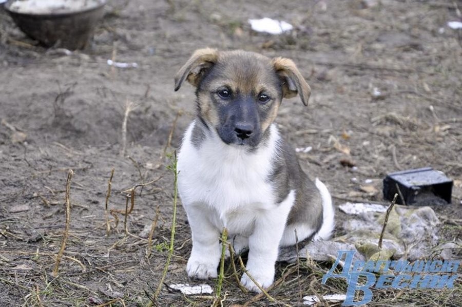 Как пенсионерка из Брестcкой области спасает животных