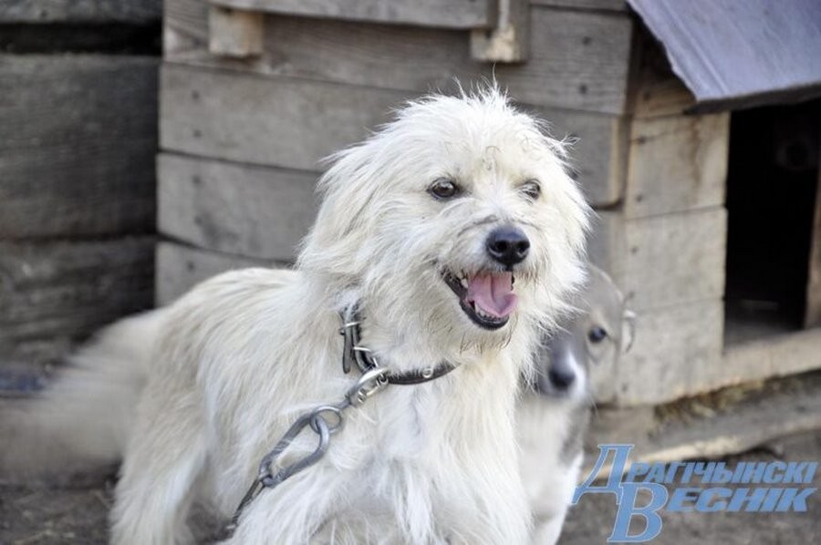 Как пенсионерка из Брестcкой области спасает животных