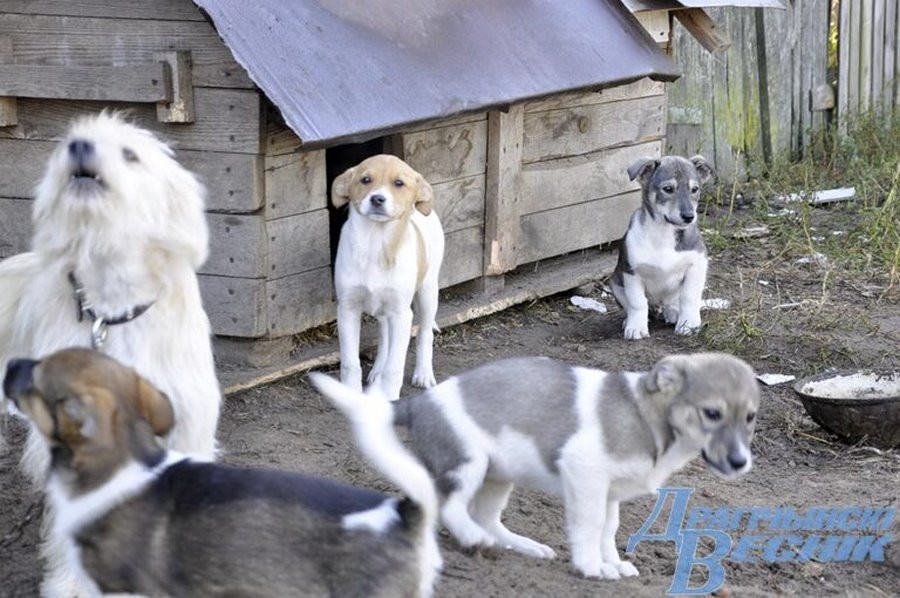 Как пенсионерка из Брестcкой области спасает животных