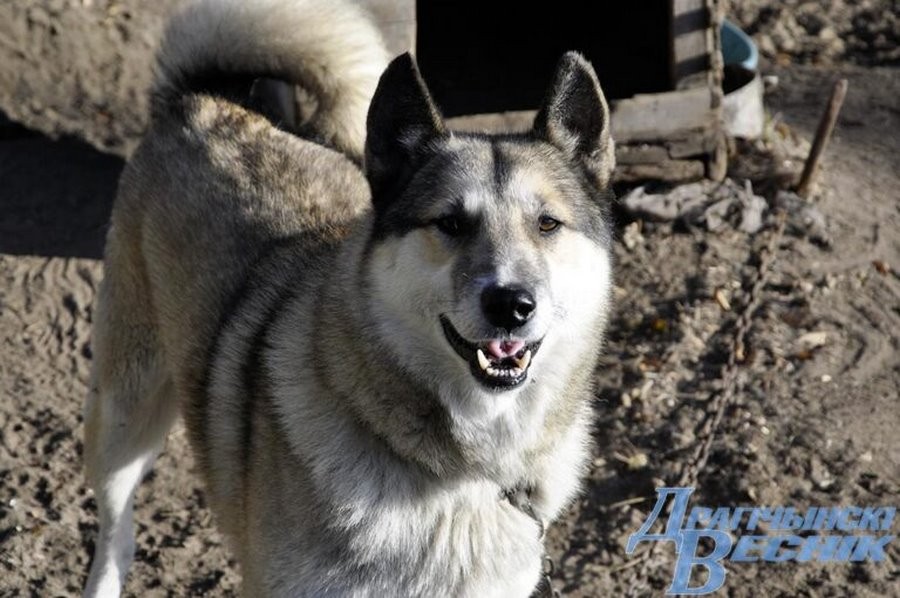 Как пенсионерка из Брестcкой области спасает животных