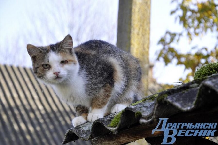 Как пенсионерка из Брестcкой области спасает животных