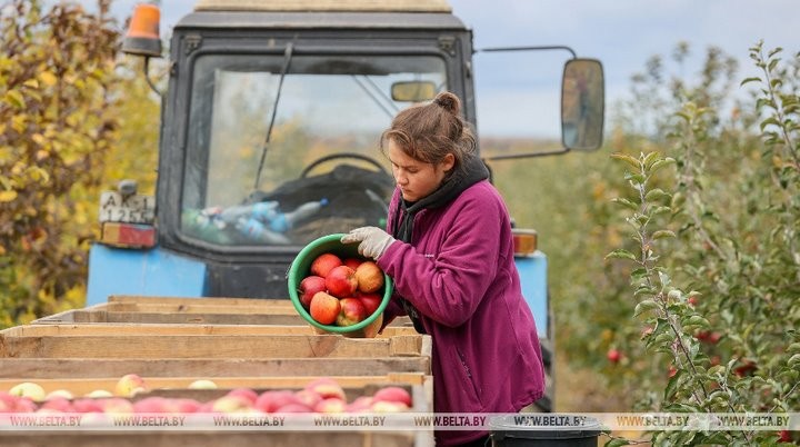Студенты брестских университетов помогают убирать урожай яблок в ОАО «Остромечево». Сколько им платят?