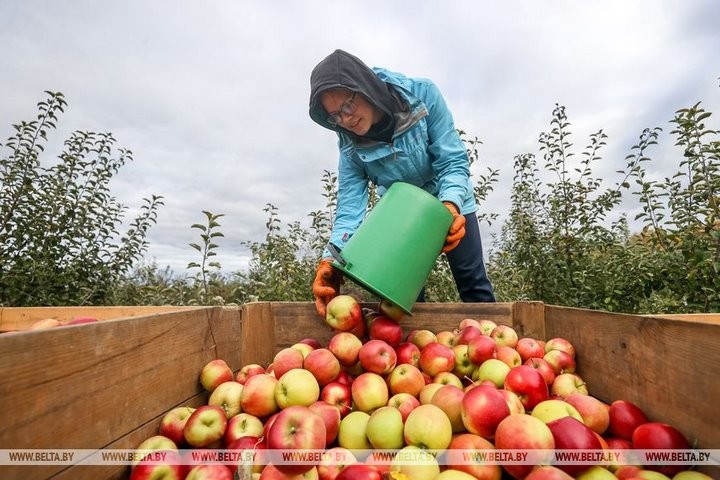 Студенты брестских университетов помогают убирать урожай яблок в ОАО «Остромечево». Сколько им платят?