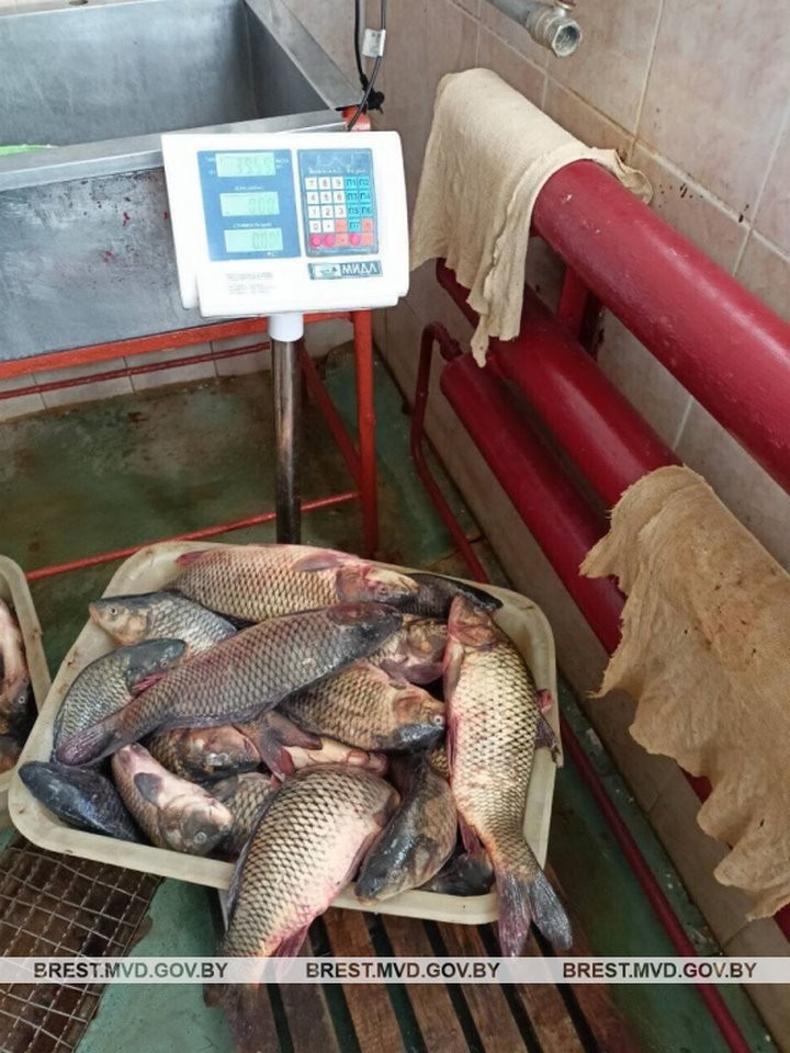 Более полутора центнеров рыбы пытались украсть работники рыбхоза в Дрогичинском районе