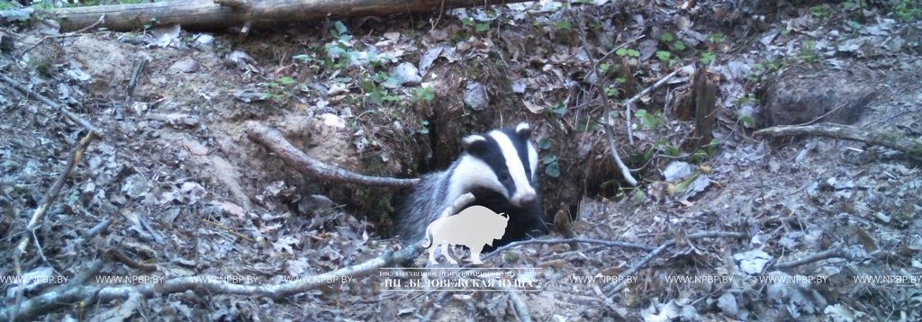 «Подсмотрено». Осенняя жизнь барсуков в Беловежской пуще