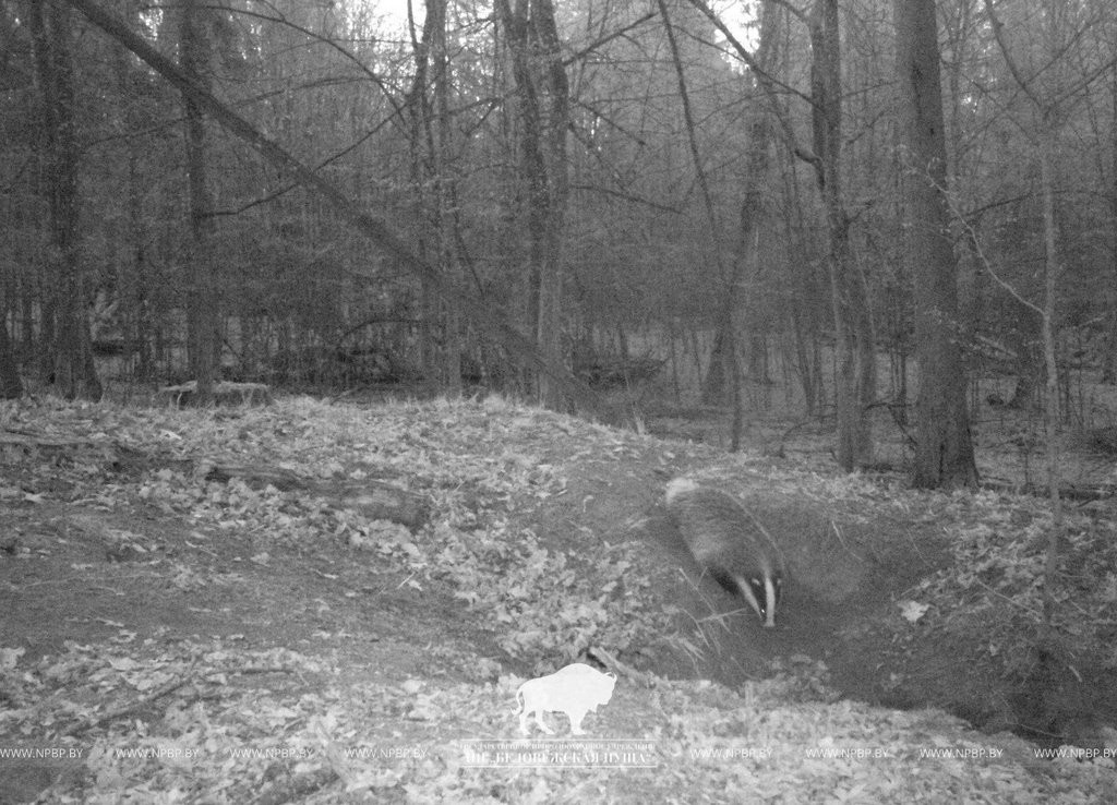 «Подсмотрено». Осенняя жизнь барсуков в Беловежской пуще