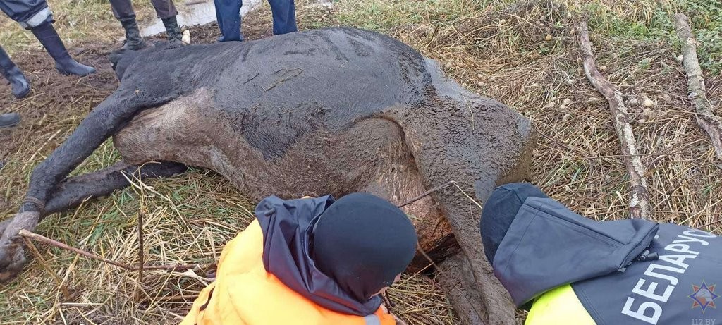 В Могилевском районе корова застряла в болоте. Смотрите видео, как её доставали
