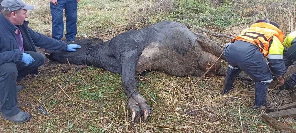В Могилевском районе корова застряла в болоте. Смотрите видео, как её доставали