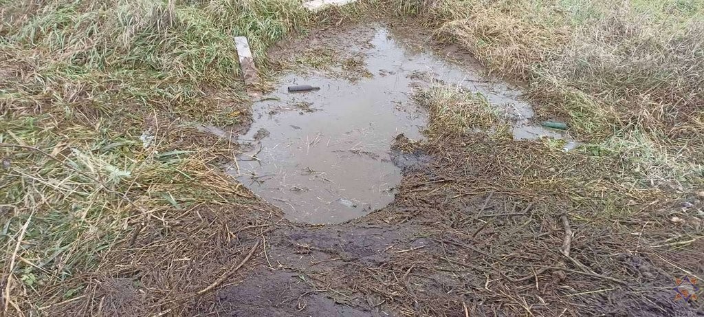 В Могилевском районе корова застряла в болоте. Смотрите видео, как её доставали
