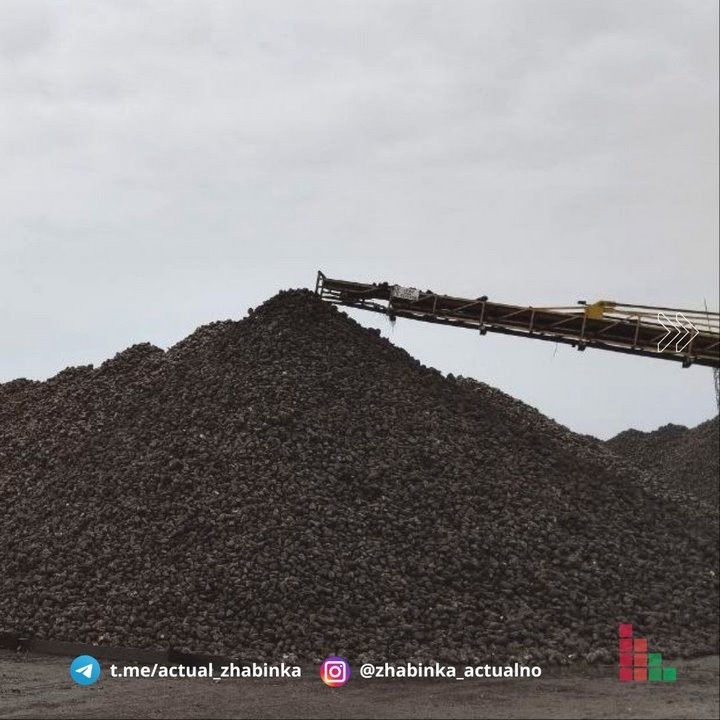В Жабинке заготовили уже более 600 тысяч тонн сахарной свеклы