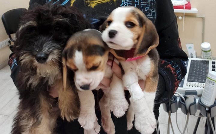 Женщина в Барановичах бросила больных породистых щенков в ветклинике