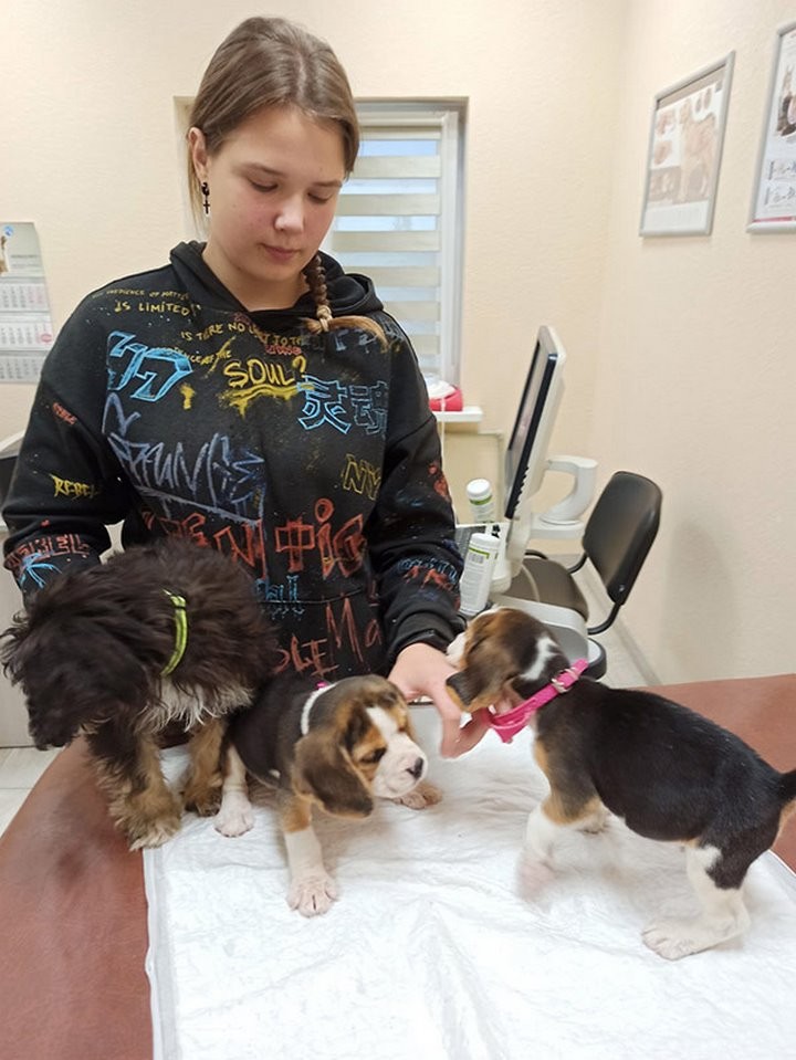 Женщина в Барановичах бросила больных породистых щенков в ветклинике