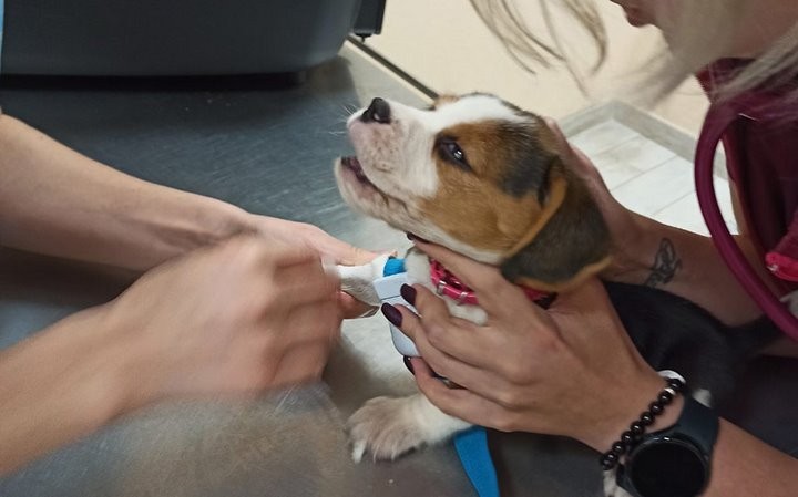 Женщина в Барановичах бросила больных породистых щенков в ветклинике