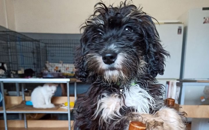 Женщина в Барановичах бросила больных породистых щенков в ветклинике