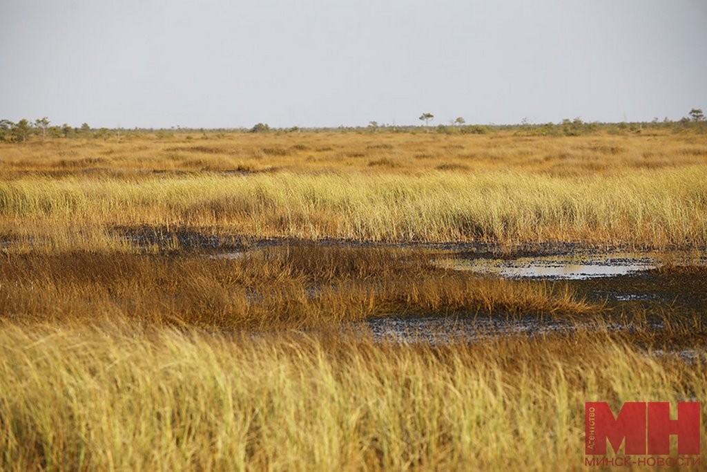 А вы знали, что в Беларуси есть места, похожие на тундру? Где их искать