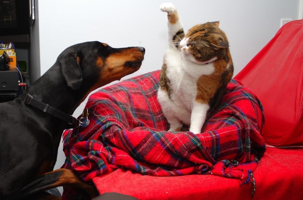 Как кошка с собакой! Как подружить разных животных в доме?