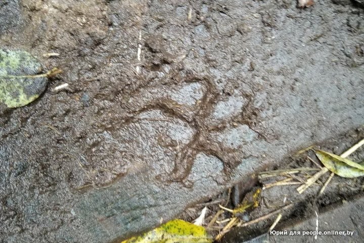 Просто нравится убивать. Злое существо устроило бойню под Светлогорском