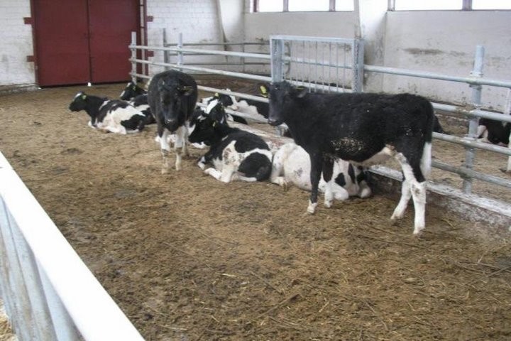 В Беларуси продавали «на мясо» туши из скотомогильников