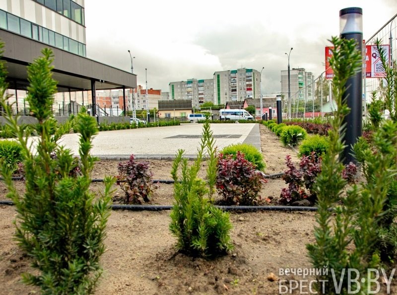 Зеленое море раскинулось у стен «Санты» в Бресте