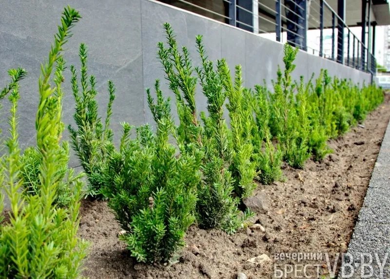 Зеленое море раскинулось у стен «Санты» в Бресте