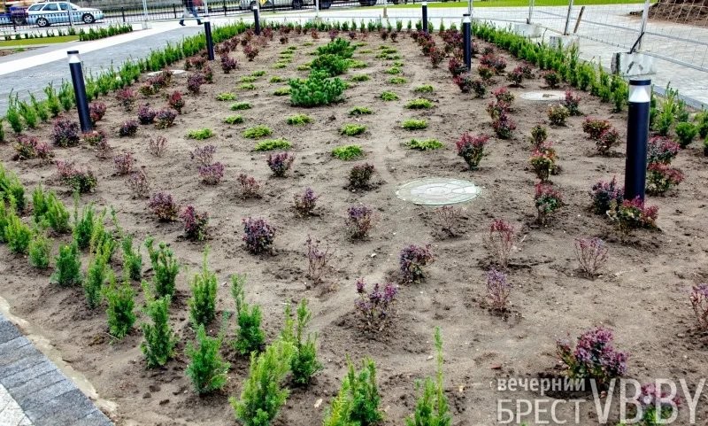 Зеленое море раскинулось у стен «Санты» в Бресте