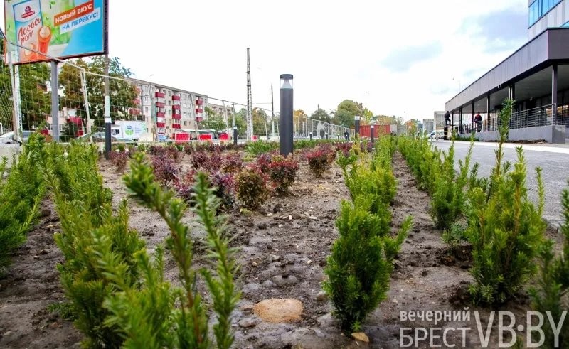 Зеленое море раскинулось у стен «Санты» в Бресте