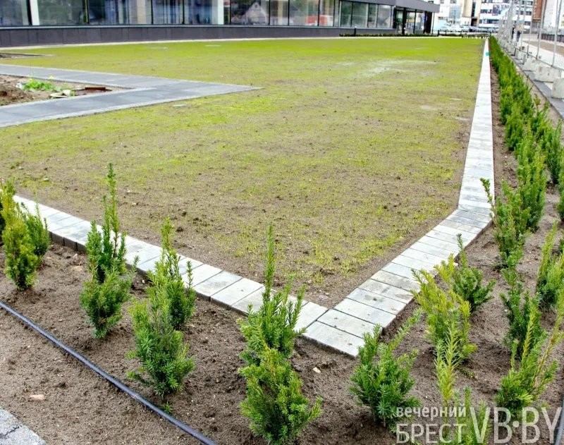 Зеленое море раскинулось у стен «Санты» в Бресте