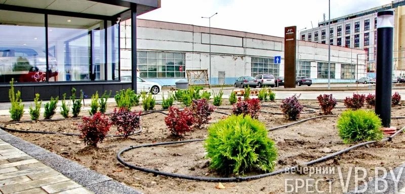 Зеленое море раскинулось у стен «Санты» в Бресте