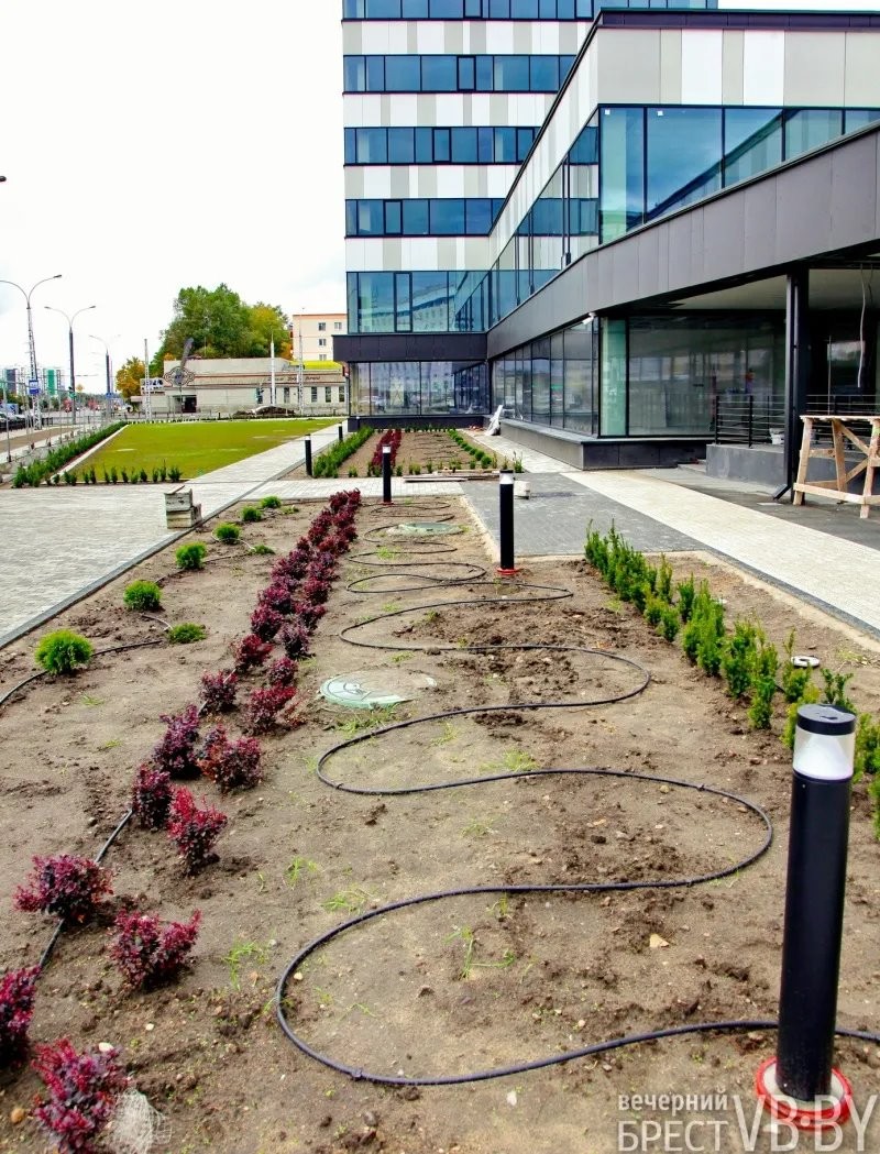 Зеленое море раскинулось у стен «Санты» в Бресте