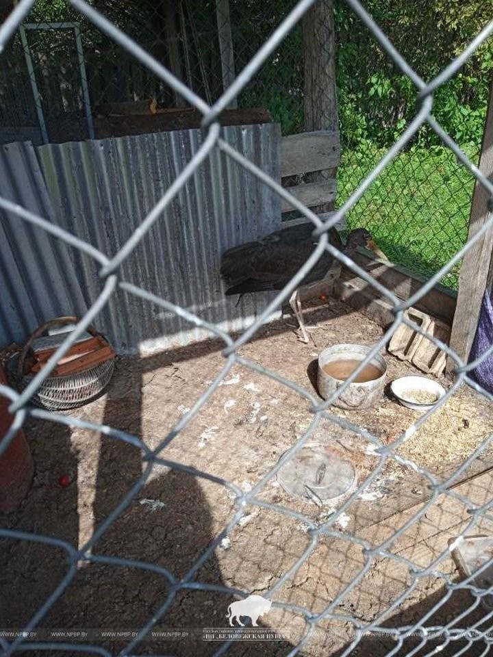 Краснокнижного черного аиста спасли в Беловежской пуще