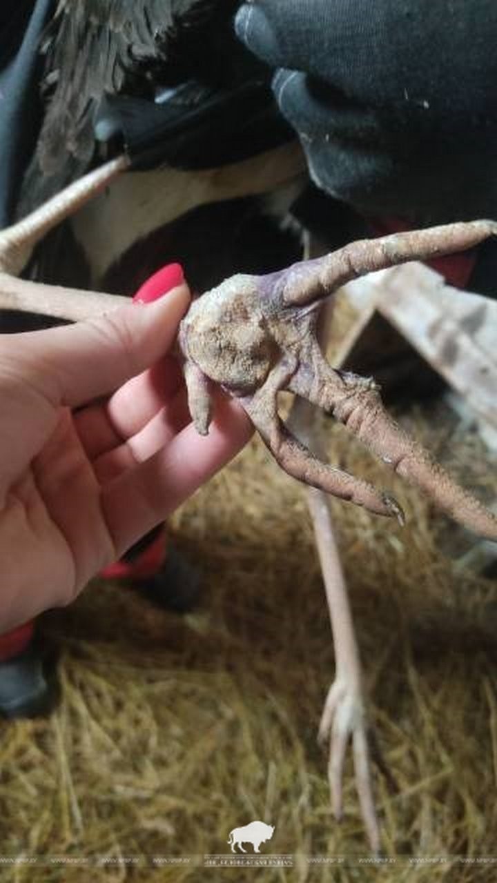 Краснокнижного черного аиста спасли в Беловежской пуще