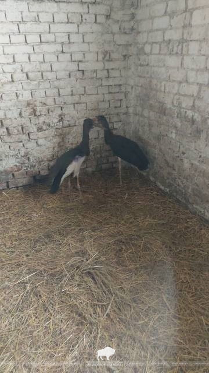 Краснокнижного черного аиста спасли в Беловежской пуще