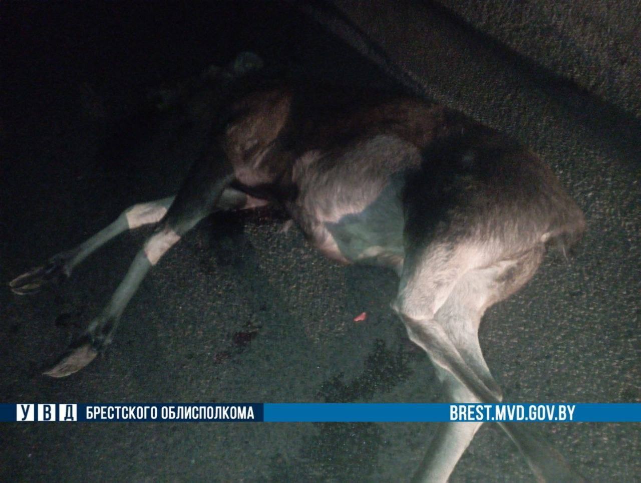 В Ивацевичском районе автомобиль сбил лося