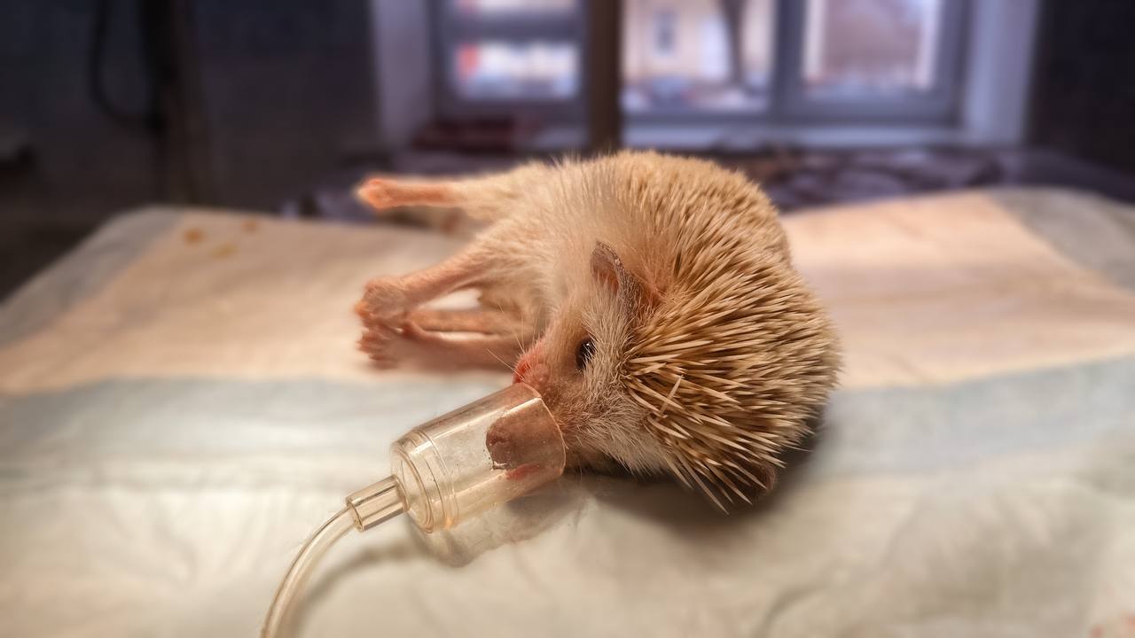 В Беларуси прооперировали домашнего ежа