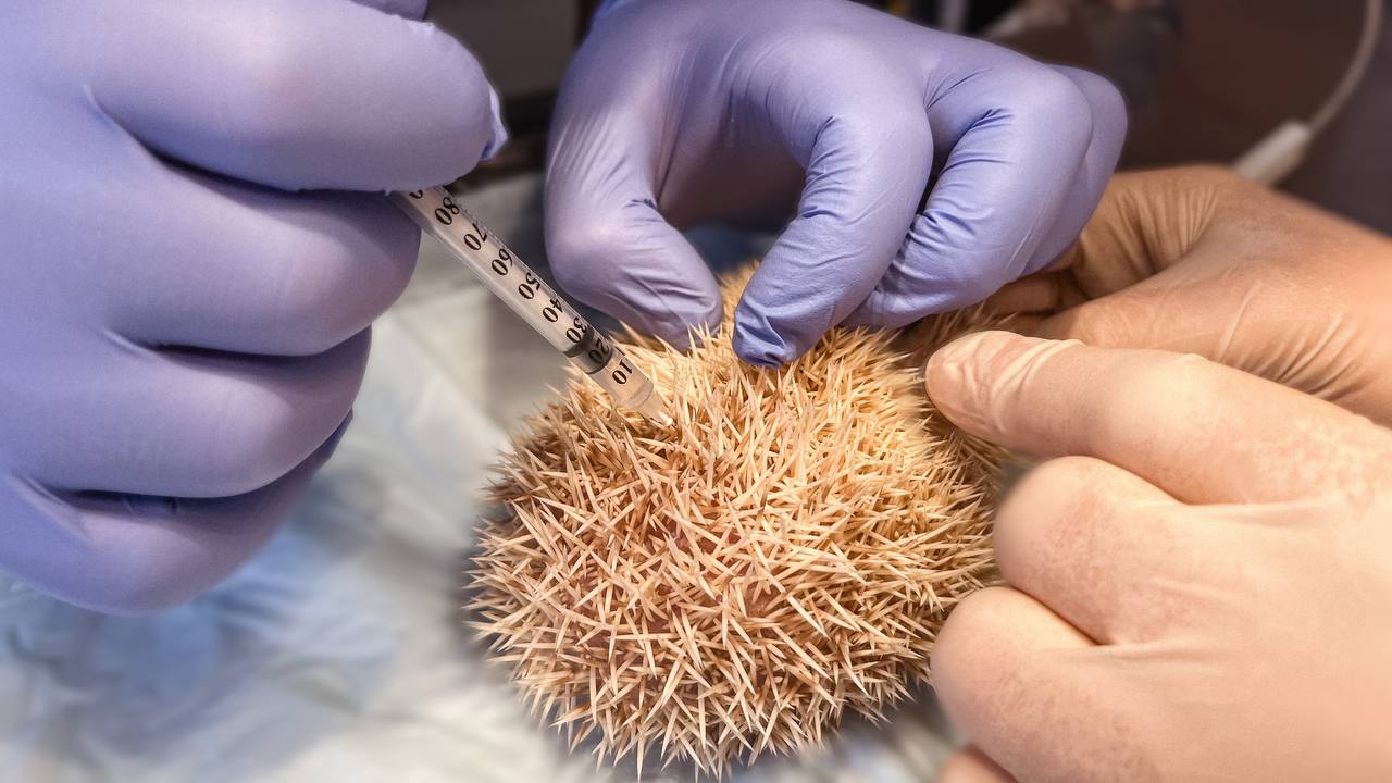 В Беларуси прооперировали домашнего ежа