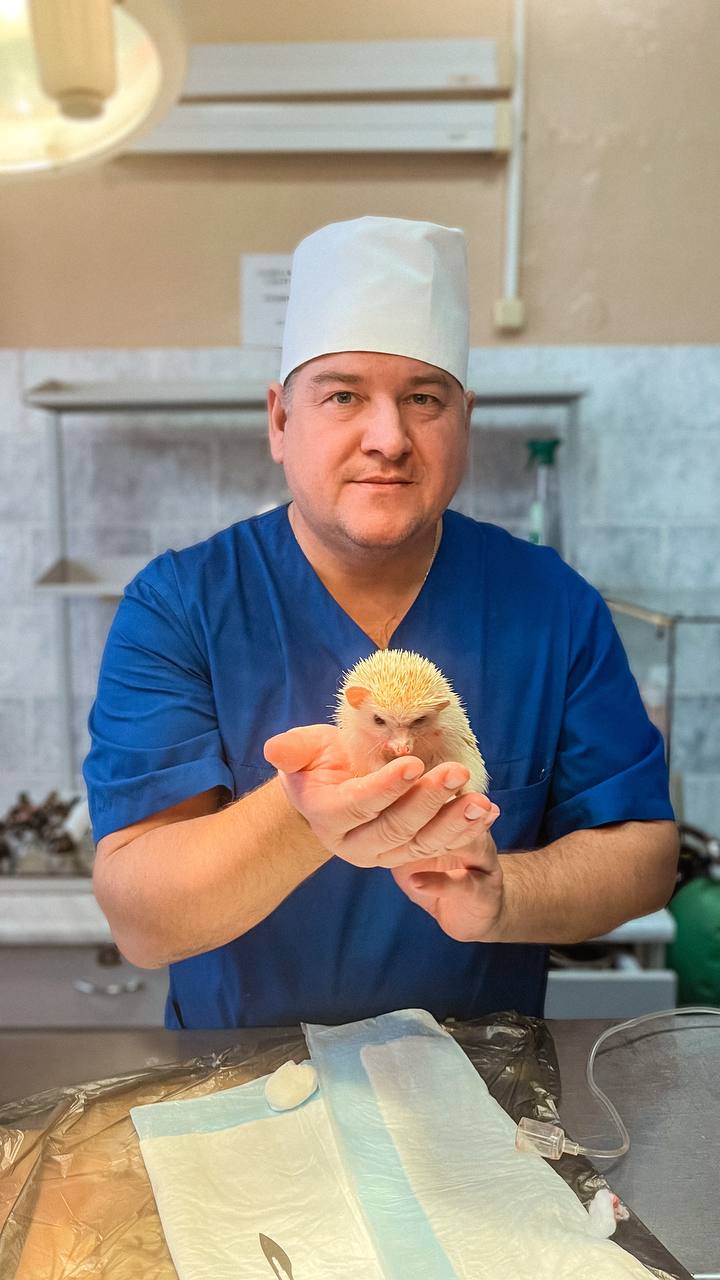 В Беларуси прооперировали домашнего ежа