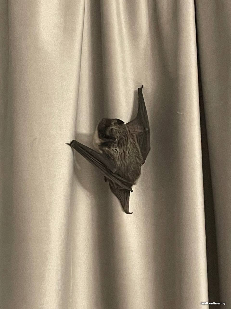 В квартиру белорусов пробрался неожиданный ночной гость. Его «обезвредили» и отпустили