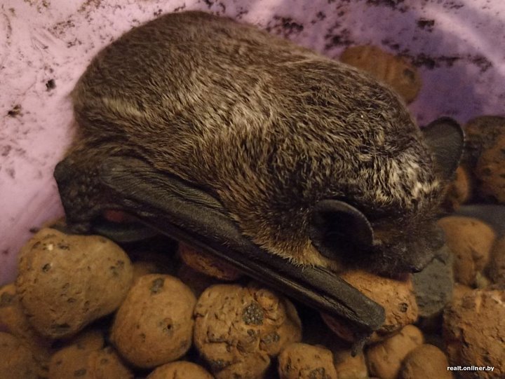 Вот это дичь. Посмотрите, какие зверьки пробираются в дома белорусов