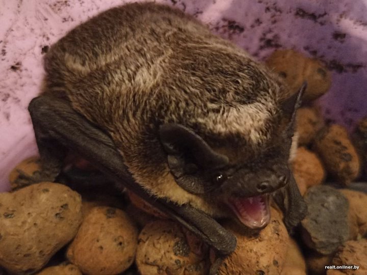 Вот это дичь. Посмотрите, какие зверьки пробираются в дома белорусов