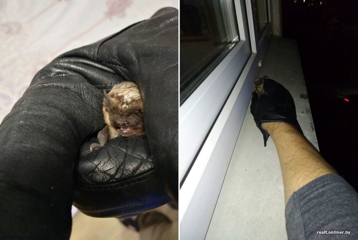 Вот это дичь. Посмотрите, какие зверьки пробираются в дома белорусов